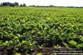 Beta vulgaris